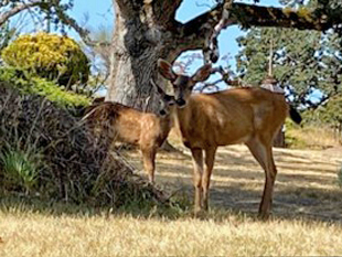 A momma deer and her teenaged fawn in a field, under the shade of an old oak tree.