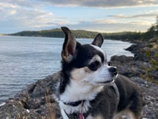 Presley the gorgeous black and white Chihuahua puppy who owns Christina. Presley is looking off into the westcoast forest as she stands on the rocky beach with mountains and ocean behind.