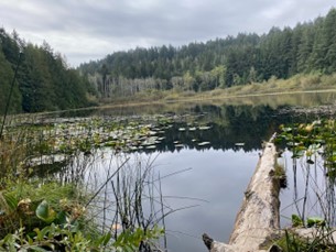 Dog walk around a beautiful lake amid evergreens on Vancouver Island.