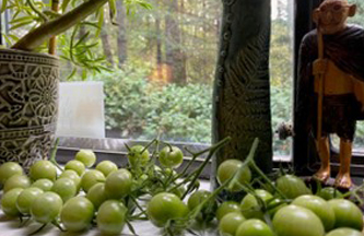 Green tomatoes ripening on a window sill.