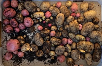 Cache of colorful potatoes from the garden.