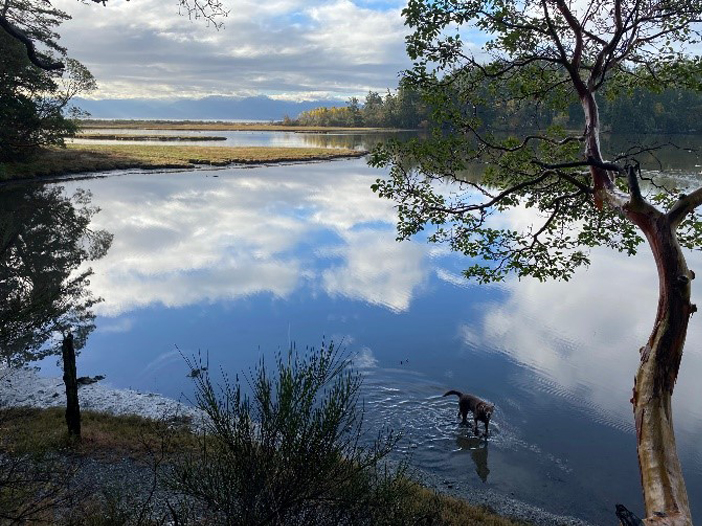 Puppy playing in the water at the lake in Vancouver Island, British Columbia