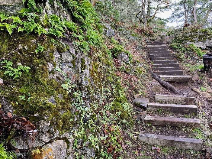 Looking up a wood log staircase in the woods in Vancouver Island, British Columbia