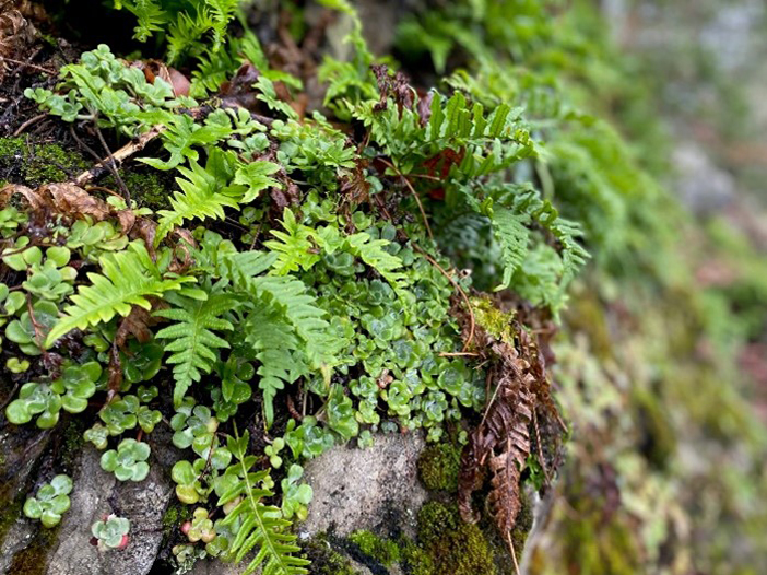 Small ferns growing on the rainforest rock in Vancouver Island, British Columbia