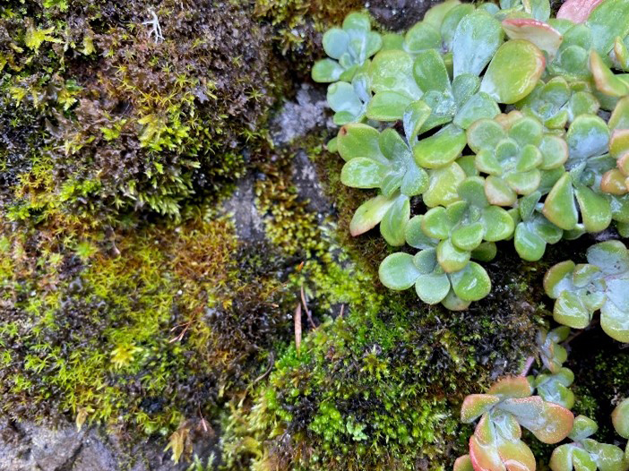 Moss and bright succulents in the forests of Vancouver Island, British Columbia