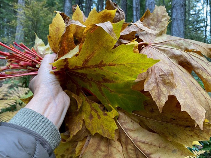 A handfull of red stemmed yellow leaves of the maple tree in autumn.