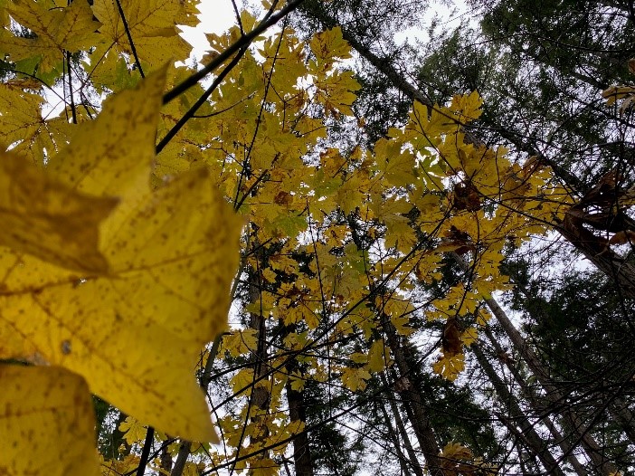 Looking up through yellow leaves to the conifer tree tops in Vancouver Island, British Columbia