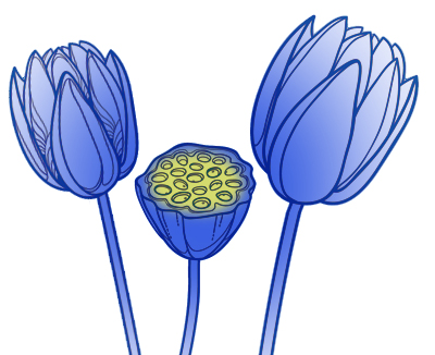 line art blue lotus pods