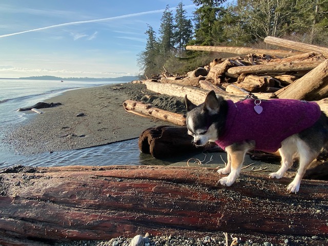 Puppy Presley stands on driftwood at the beach on a brilliant blue morning on Vancouver Island.